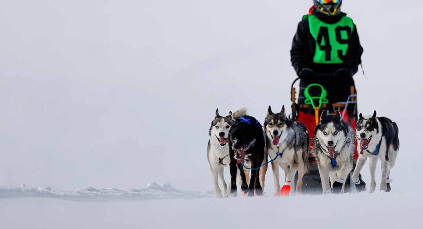 2023 American Dog Derby