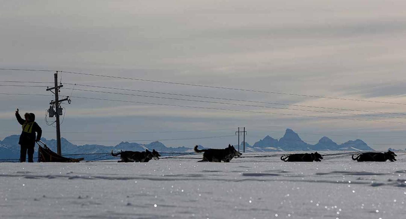 2023 American Dog Derby