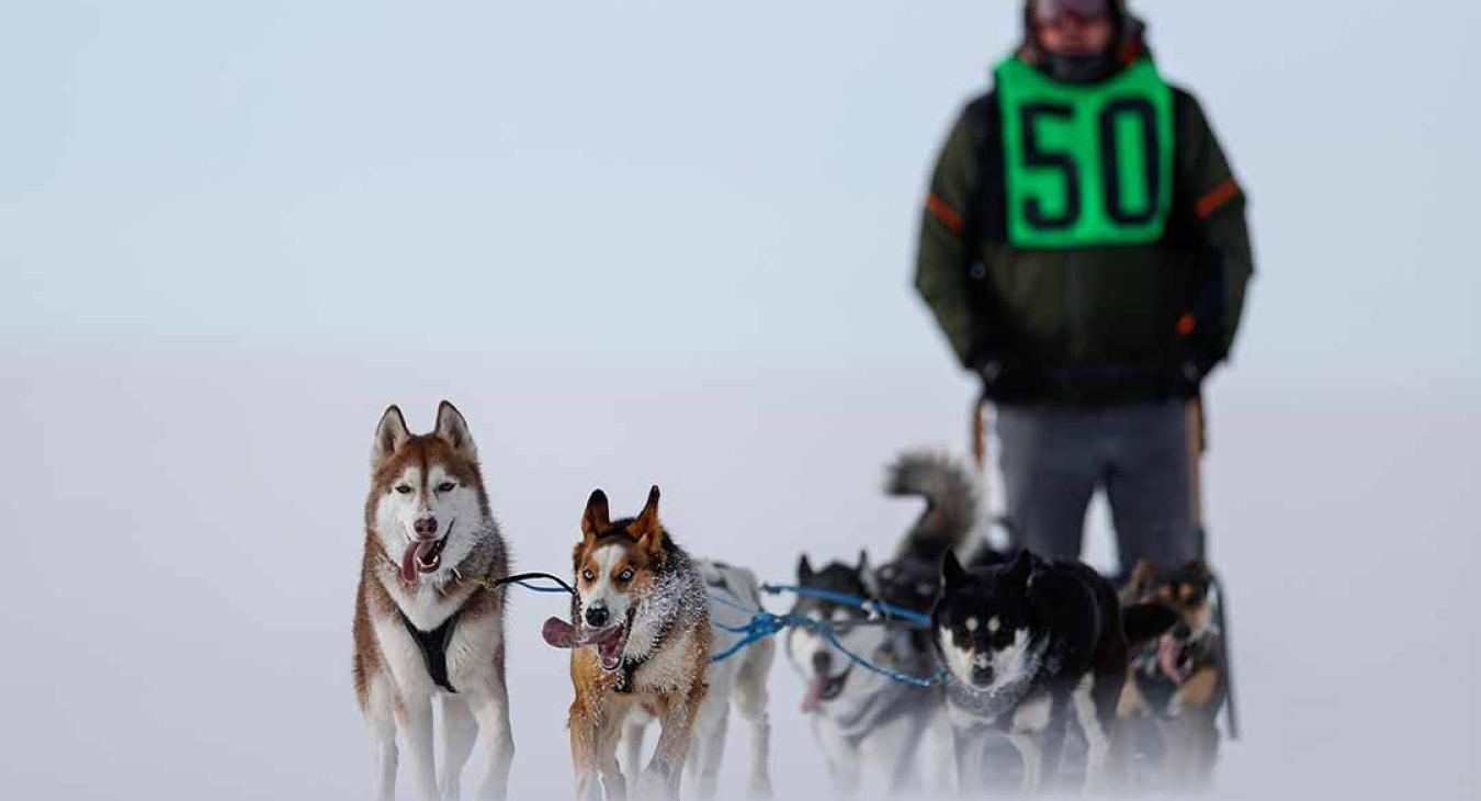 2023 American Dog Derby