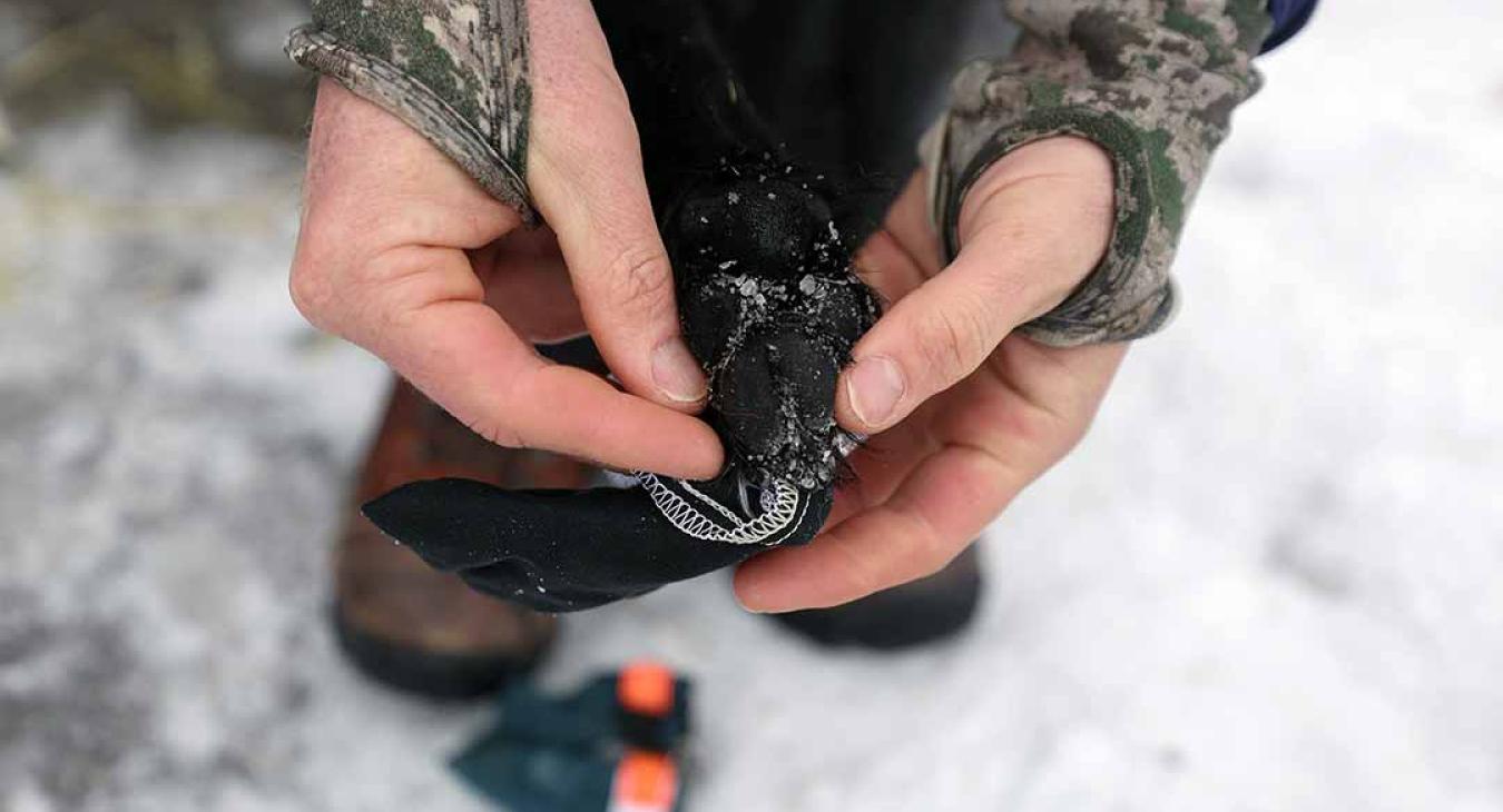 2023 American Dog Derby