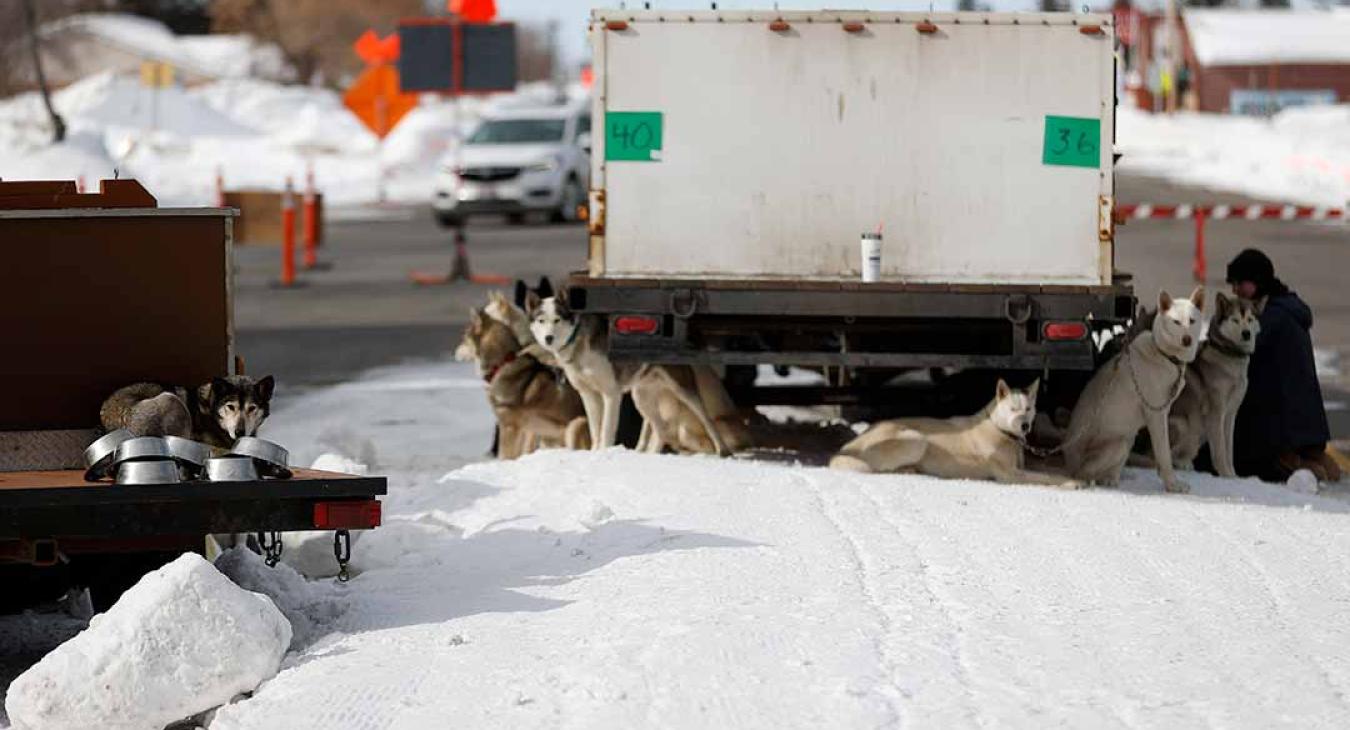2023 American Dog Derby
