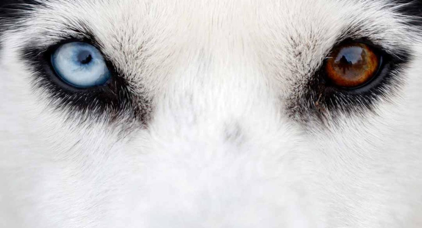 2023 American Dog Derby