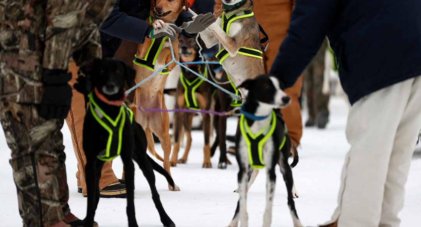 2023 American Dog Derby