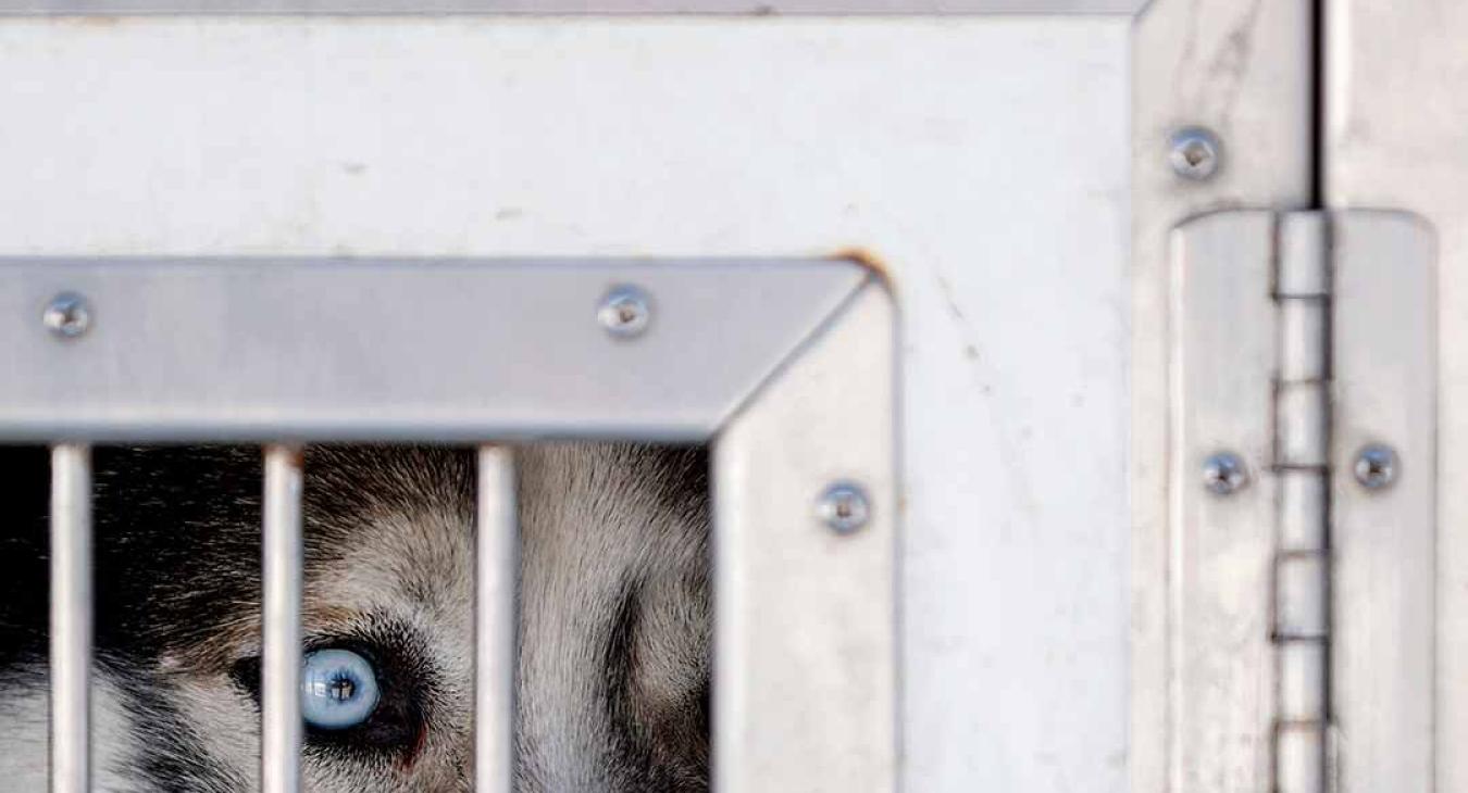 2023 American Dog Derby