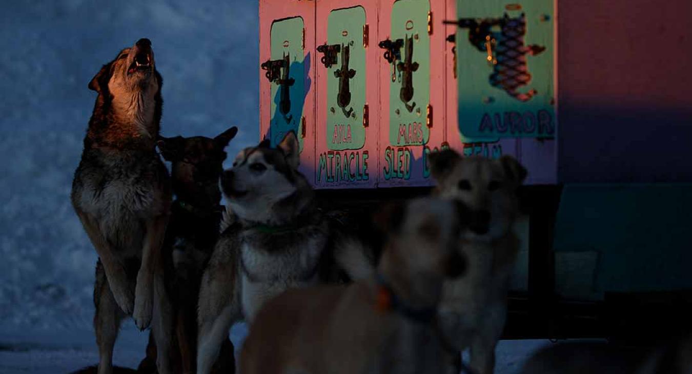 2023 American Dog Derby