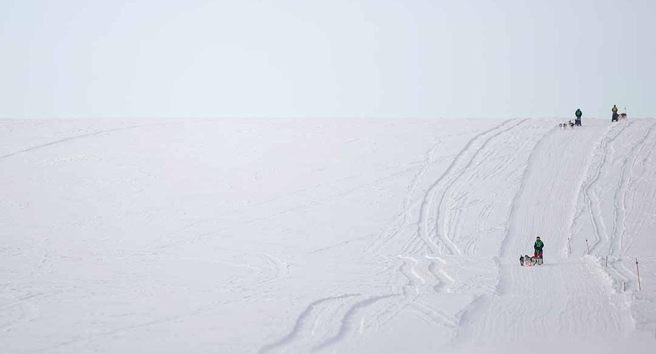 2023 American Dog Derby