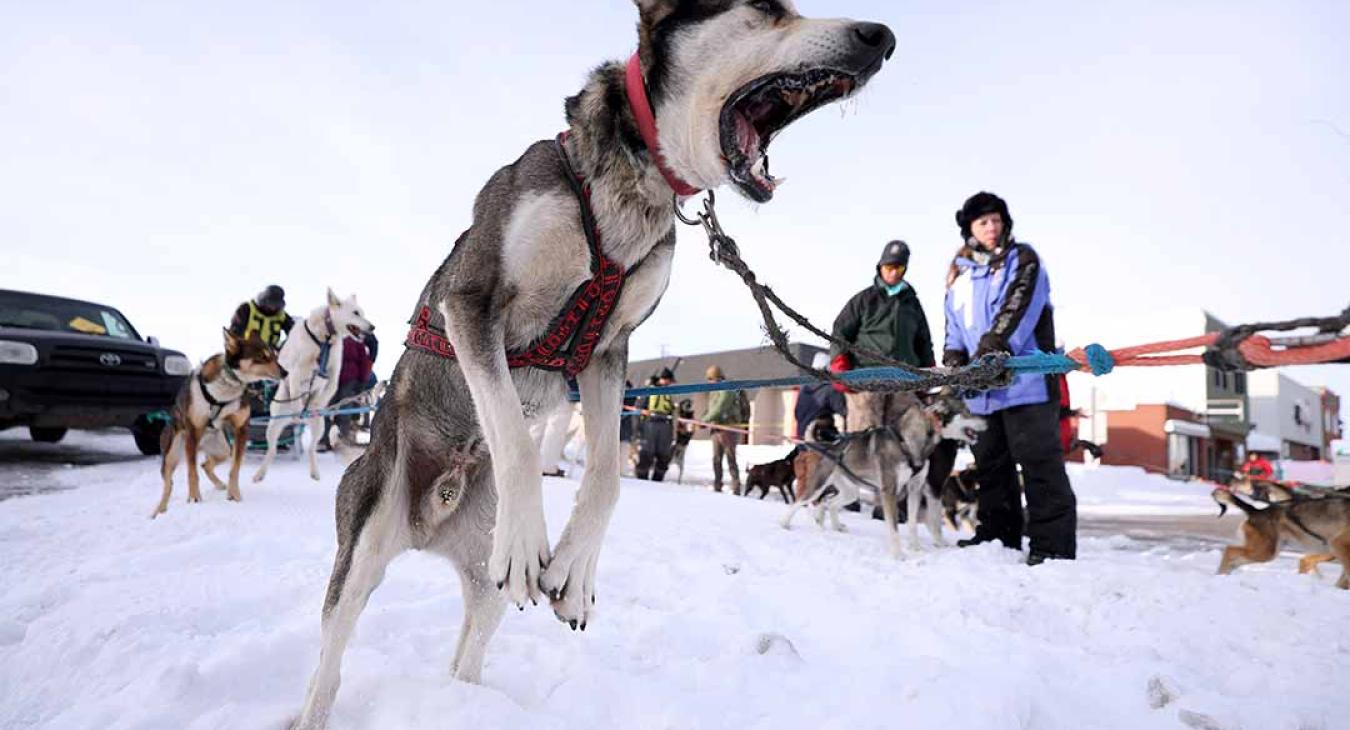 2023 American Dog Derby