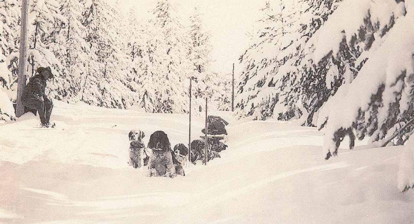 Historic American Dog Derby Photos
