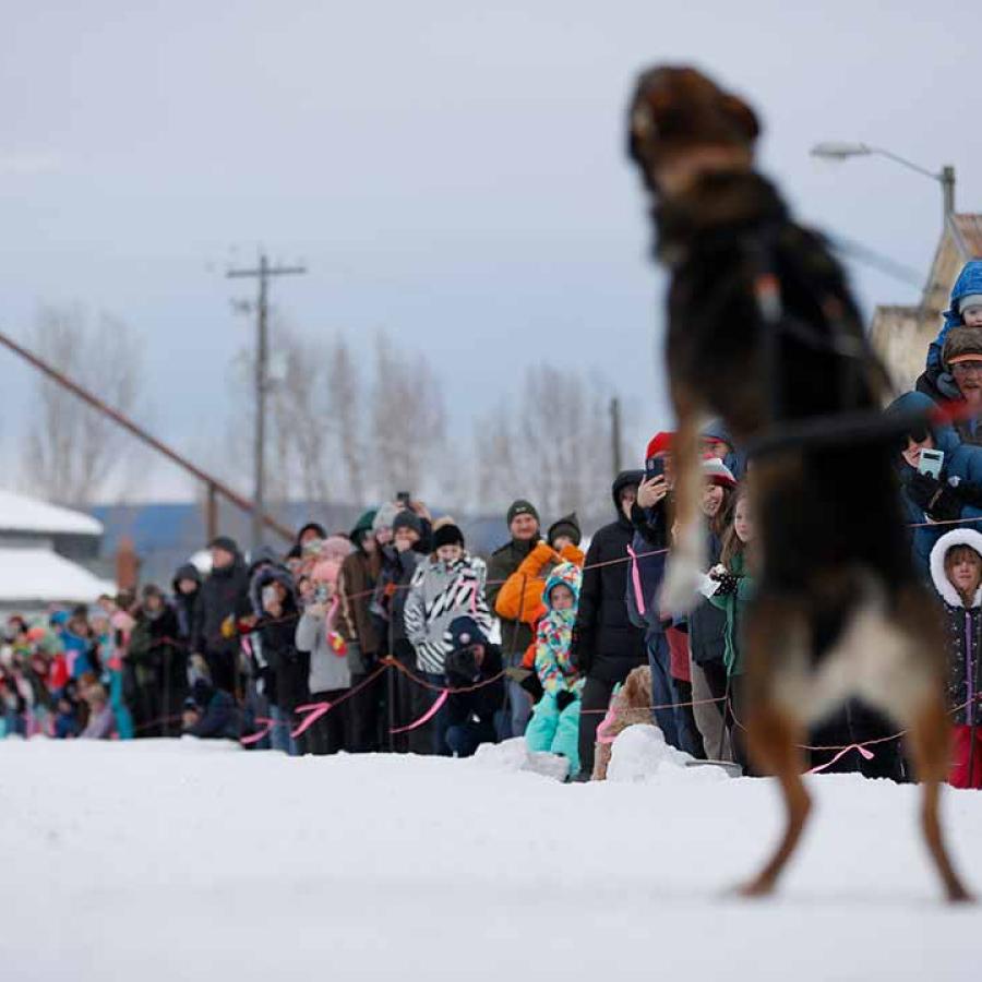 The American Dog Derby in the 1990's