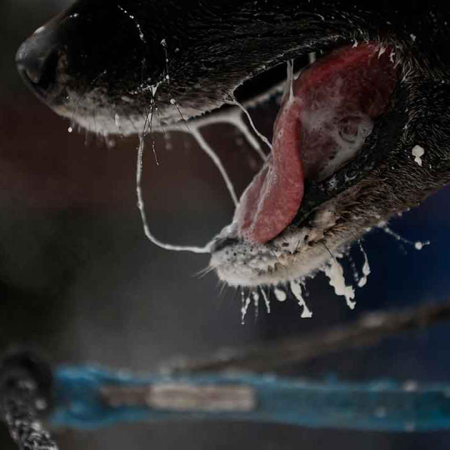 Musher Terminology