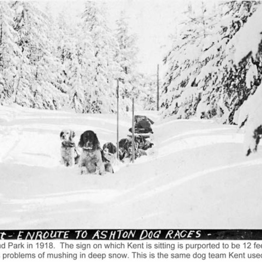 The First American Dog Derby
