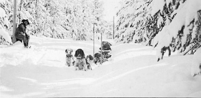 The First American Dog Derby