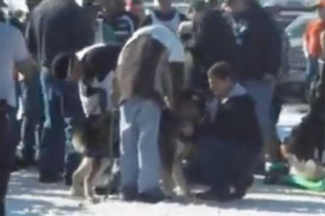 2009 Weight Pull Champ - Koda Tzar