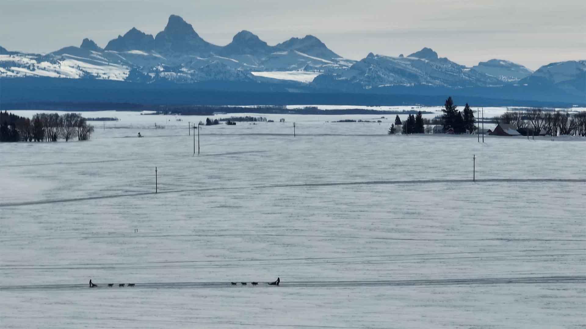 Dog sled team meets in the shadows of the Grand Tetons