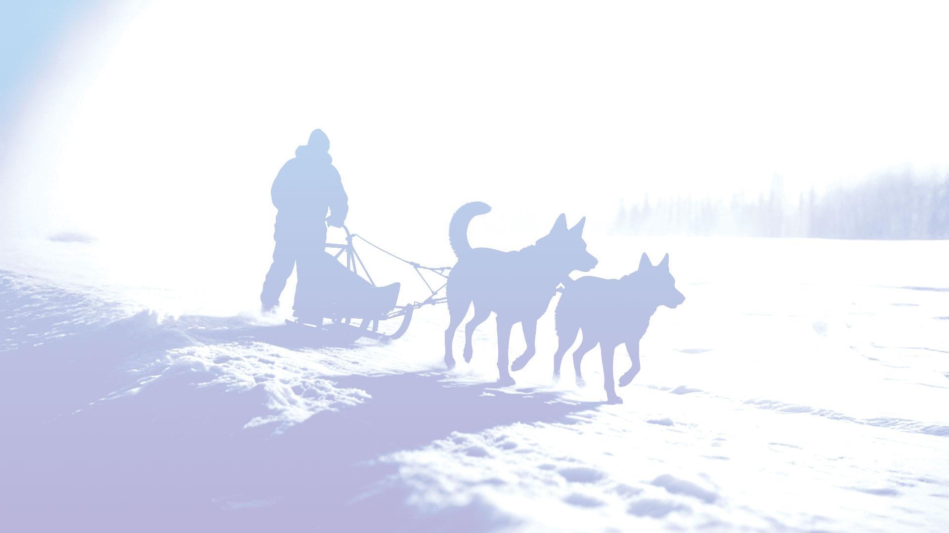 2026 American Dog Derby $12,000 Purse